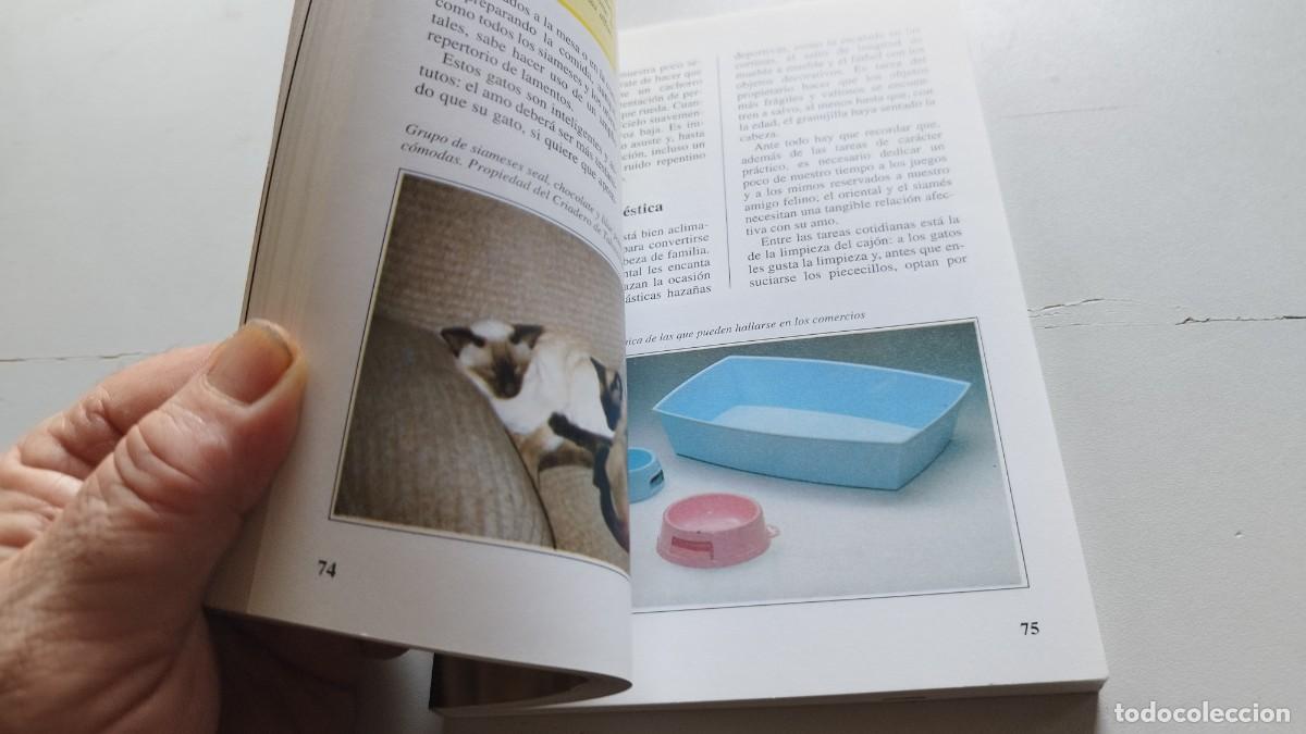 Libros de segunda mano: EL GATO SIAMES / AMELIA MURANTE / GV 70 / DE VECCHI - Foto 14