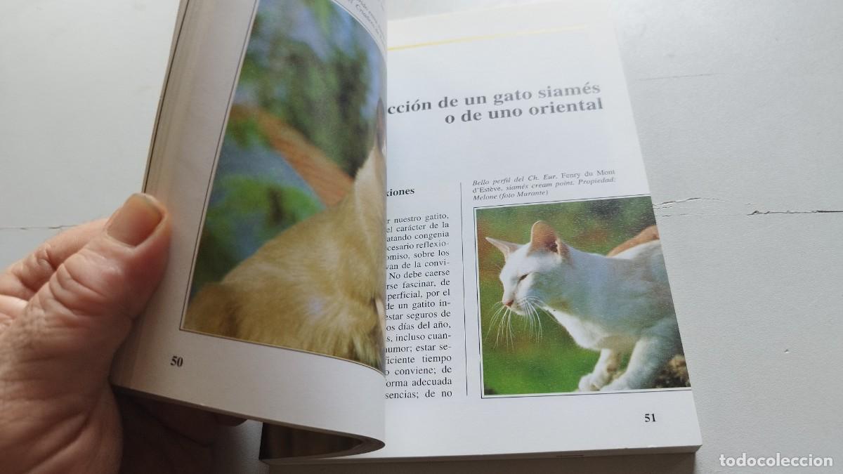 Libros de segunda mano: EL GATO SIAMES / AMELIA MURANTE / GV 70 / DE VECCHI - Foto 15