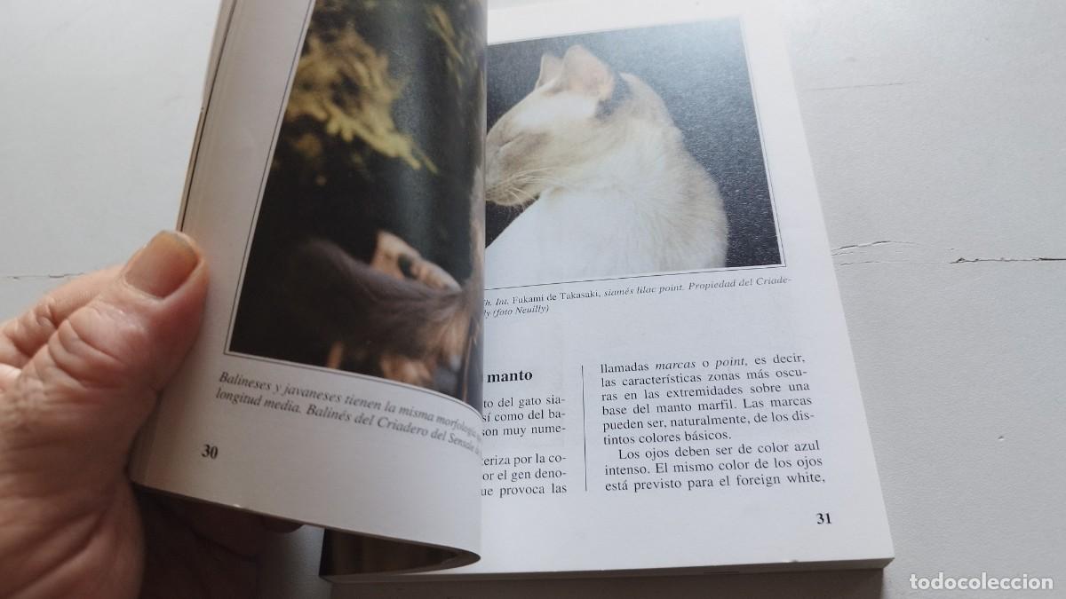 Libros de segunda mano: EL GATO SIAMES / AMELIA MURANTE / GV 70 / DE VECCHI - Foto 16
