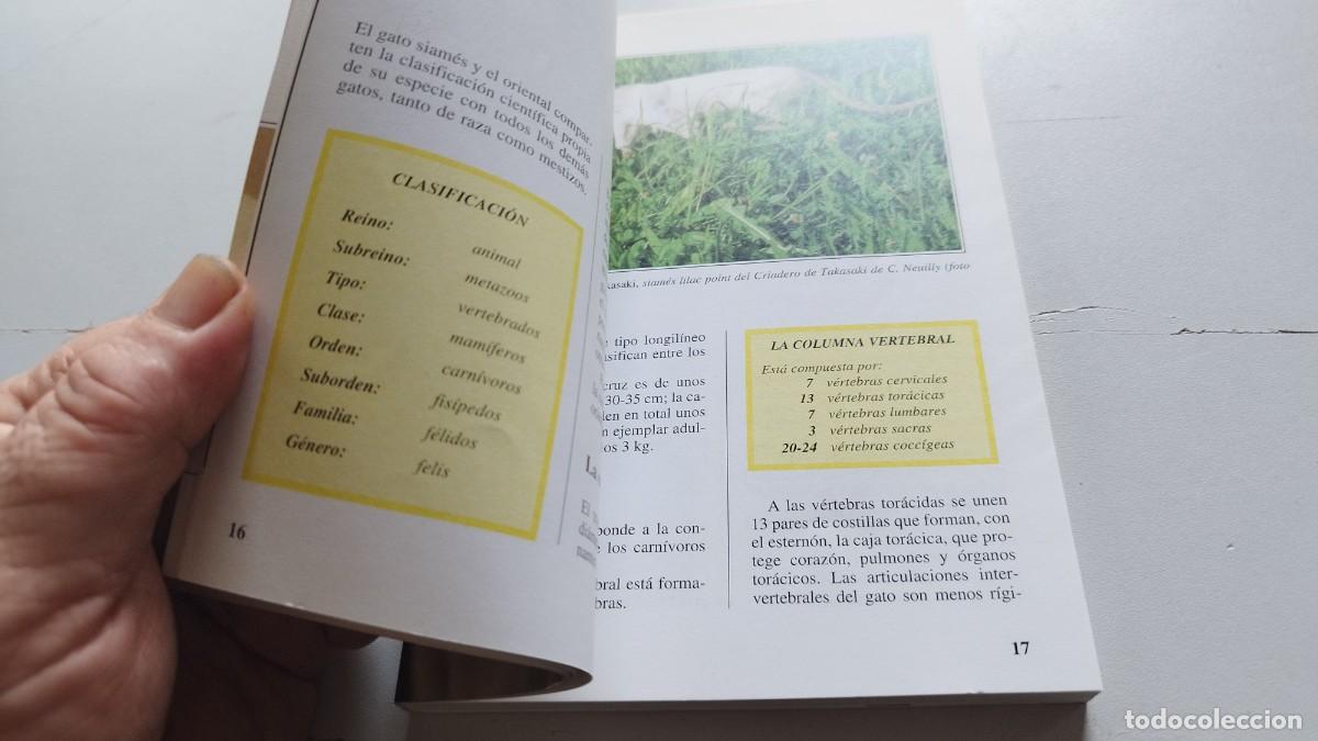 Libros de segunda mano: EL GATO SIAMES / AMELIA MURANTE / GV 70 / DE VECCHI - Foto 18