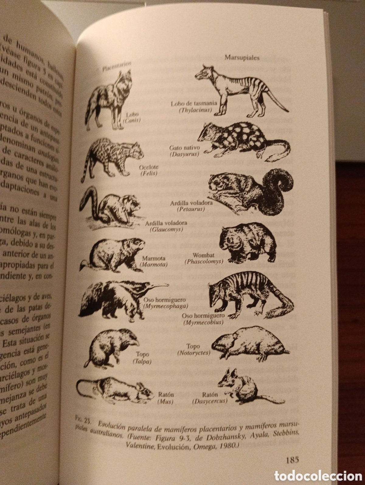 Libros de segunda mano: La Teor&iacute;a de la evoluci&oacute;n, Francisco J. Ayala - Foto 8