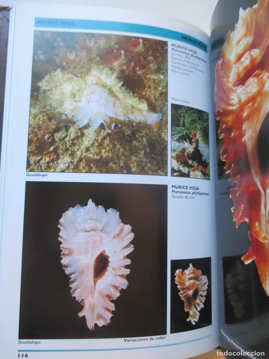 Libros de segunda mano: Gu&iacute;a de moluscos y caracolas de mar en el caribe W42427 - Foto 2