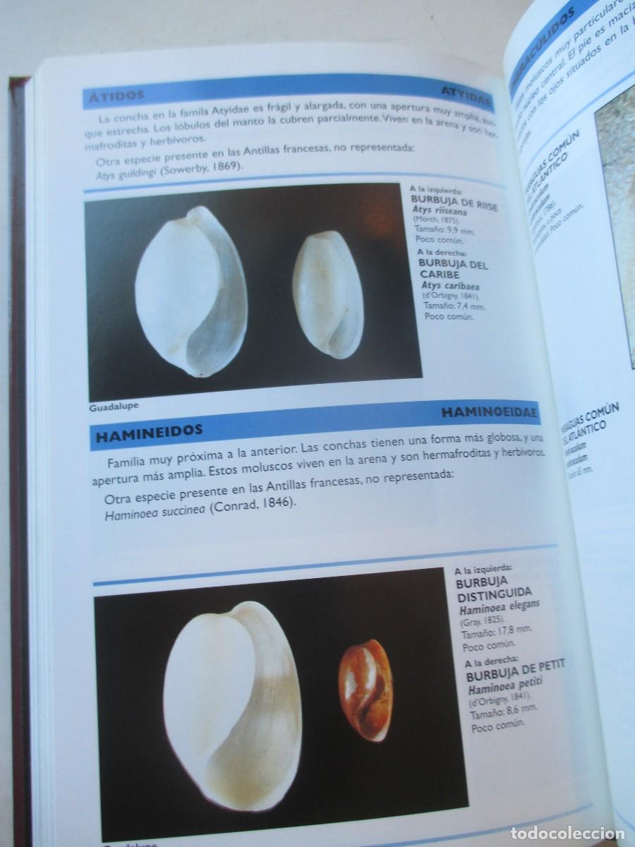 Libros de segunda mano: Gu&iacute;a de moluscos y caracolas de mar en el caribe W42427 - Foto 3