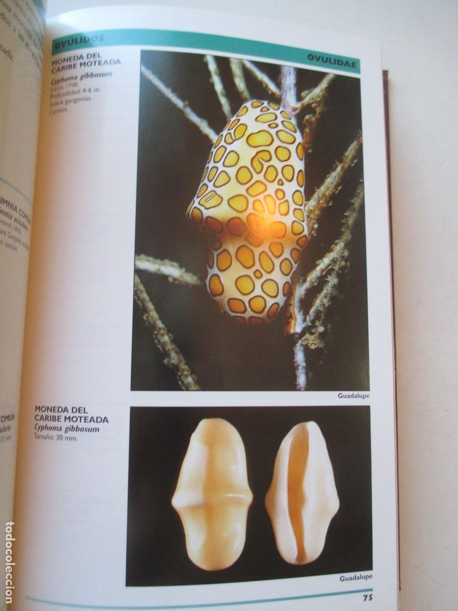 Libros de segunda mano: Gu&iacute;a de moluscos y caracolas de mar en el caribe W42427 - Foto 4
