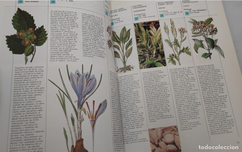 Libros de segunda mano: GU&Iacute;A PR&Aacute;CTICA ILUSTRADA, HIERBAS Y ESPECIAS, EDITORIAL BLUME, LIBRO - Foto 4