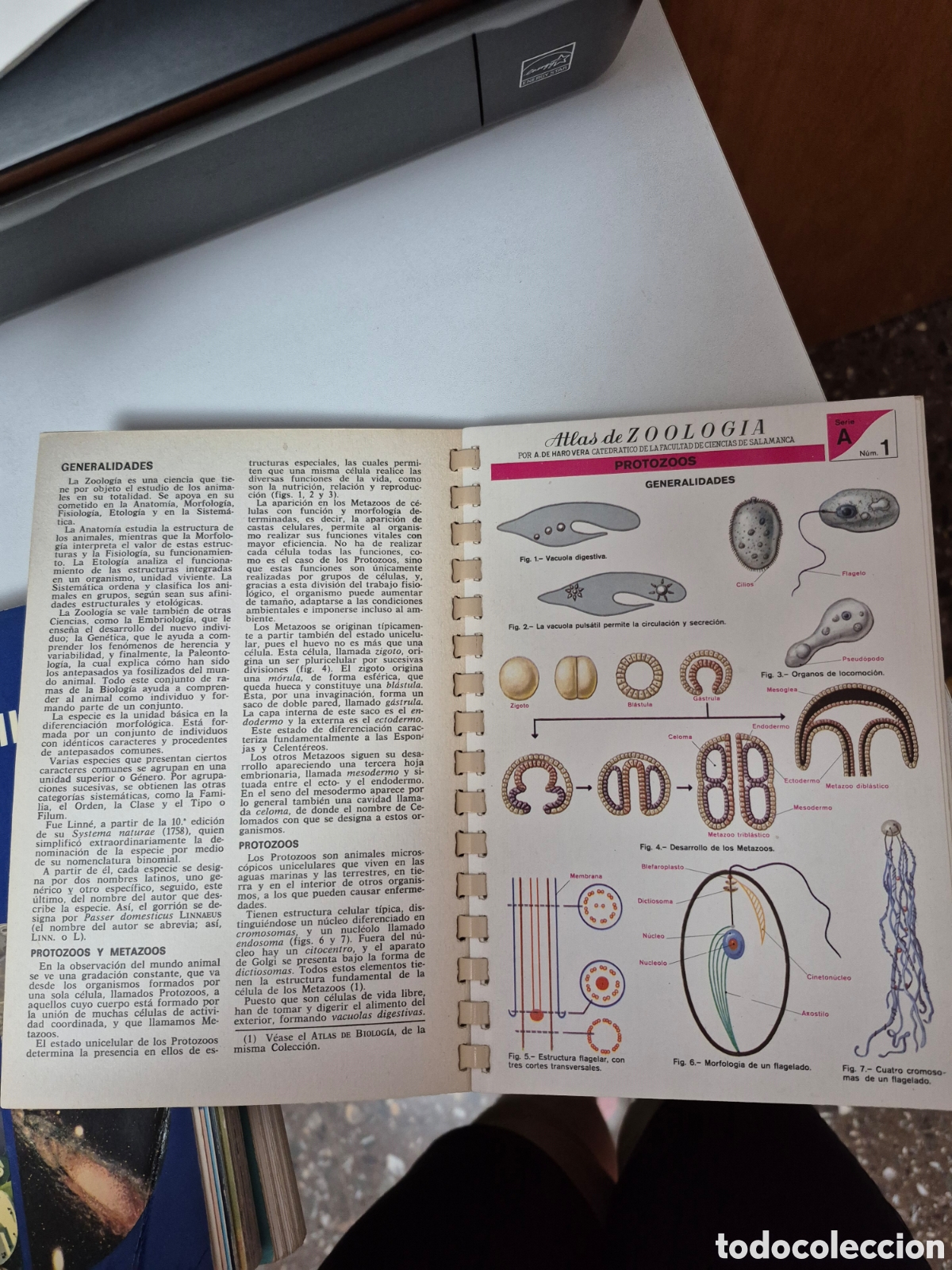 Libros de segunda mano: ATLAS DE ZOOLOGIA (INVERTEBRATS) - Foto 6