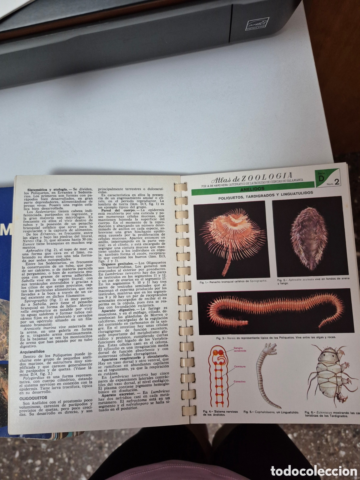 Libros de segunda mano: ATLAS DE ZOOLOGIA (INVERTEBRATS) - Foto 5