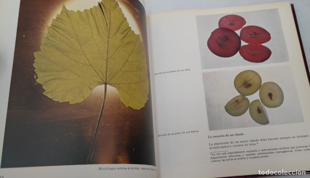 Libros de segunda mano: VI&Ntilde;AS Y VINOS, MIGUEL A.TORRES, EDITORIAL BLUME 1978, LIBRO - Foto 5