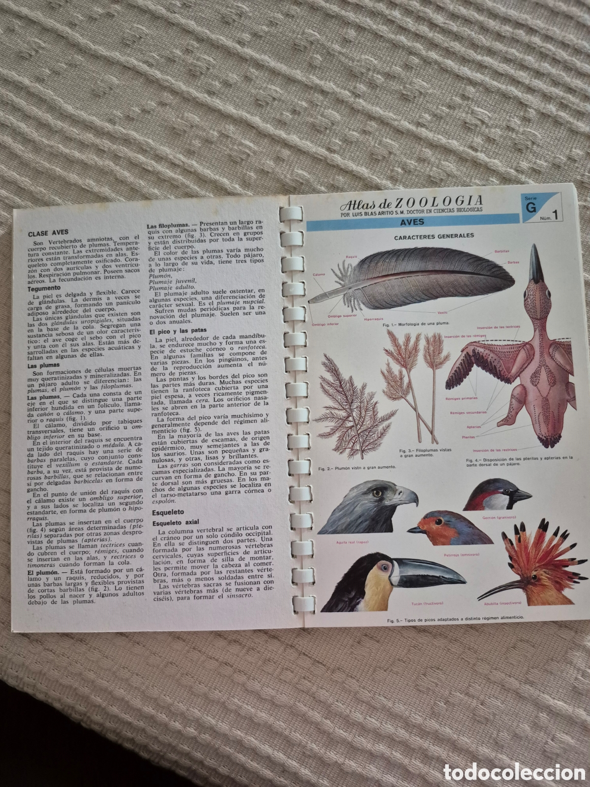 Libros de segunda mano: Atlas de zoologia (vertebrados) - Foto 6
