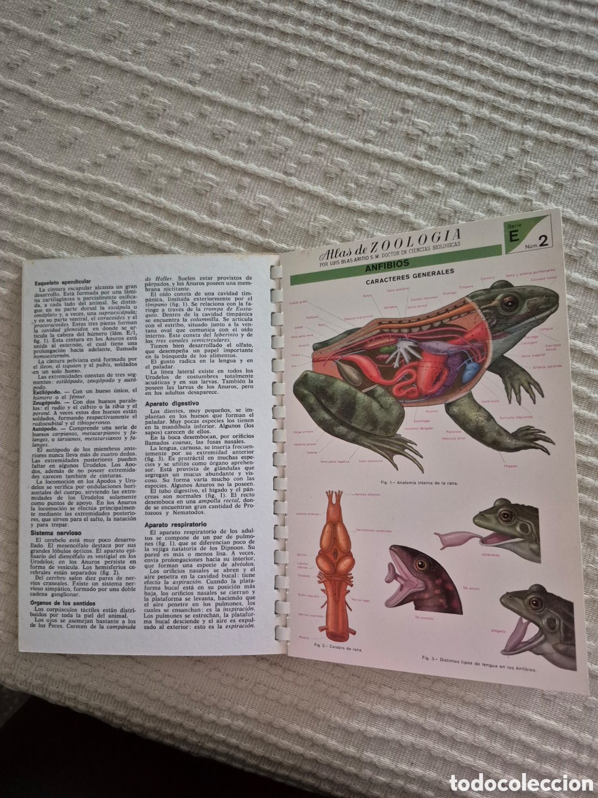 Libros de segunda mano: Atlas de zoologia (vertebrados) - Foto 7