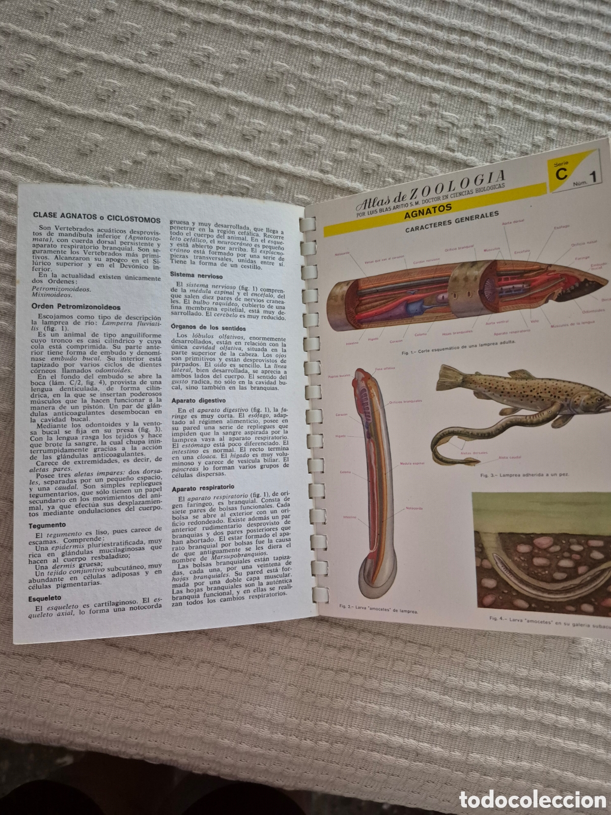 Libros de segunda mano: Atlas de zoologia (vertebrados) - Foto 8