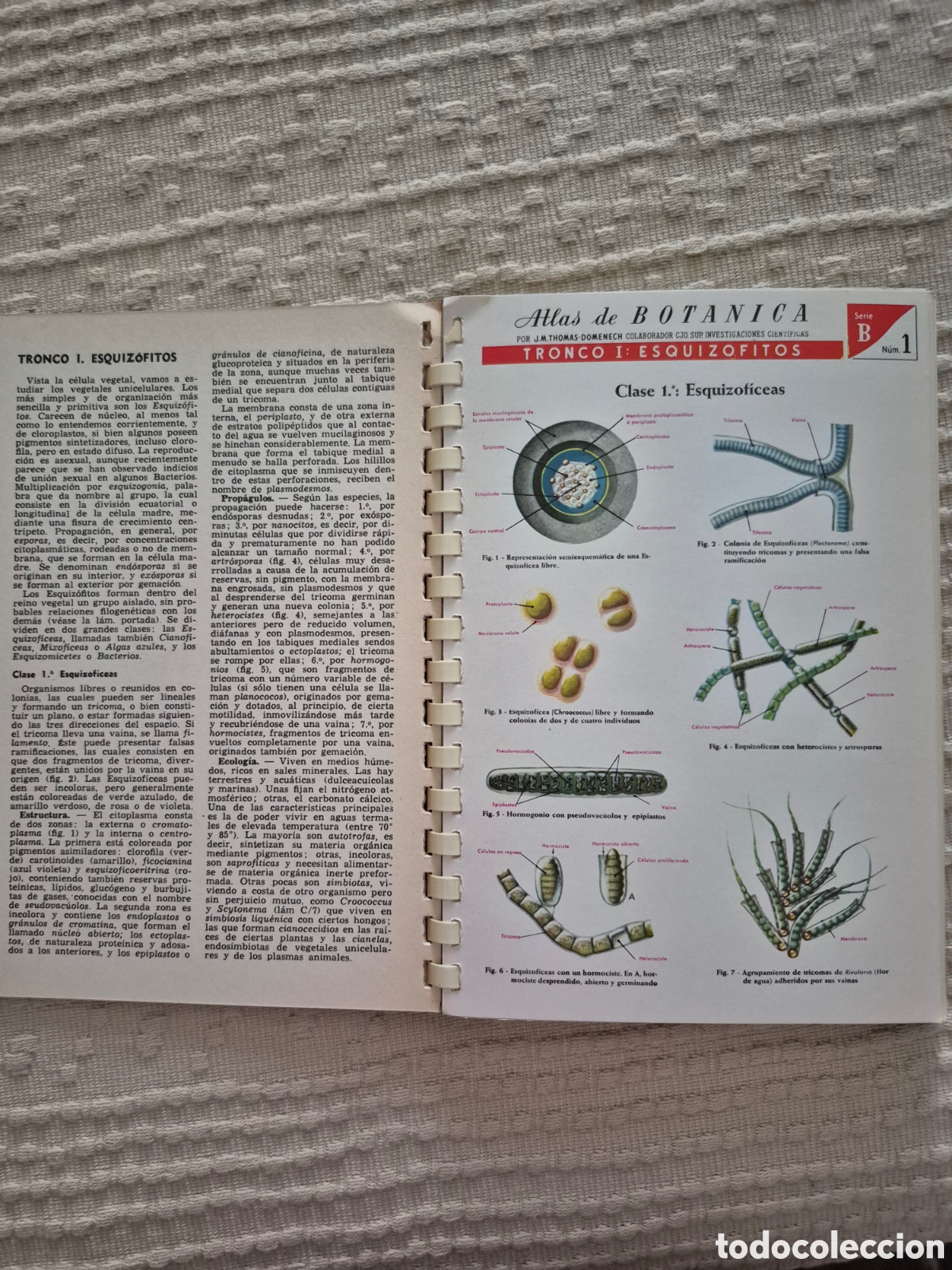 Libros de segunda mano: Atlas de bot&agrave;nica J. M. Thomas- Domenech - Foto 5