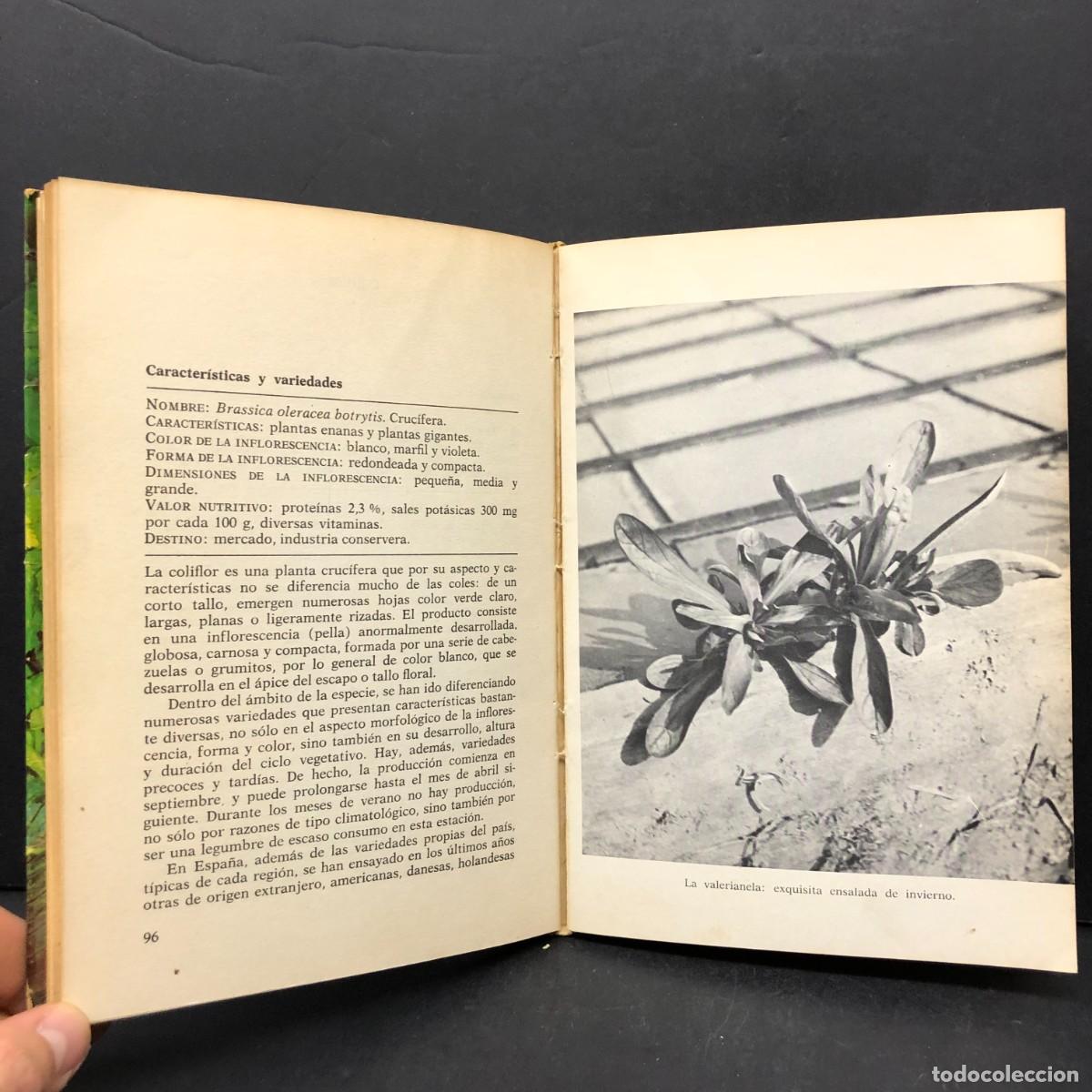 Libros de segunda mano: COMO SE CULTIVAN LAS HORTALIZAS DE HOJA - FAUSTO LE&Ntilde;ANO - EDITORIAL DE VECCHI / 157 - Foto 8