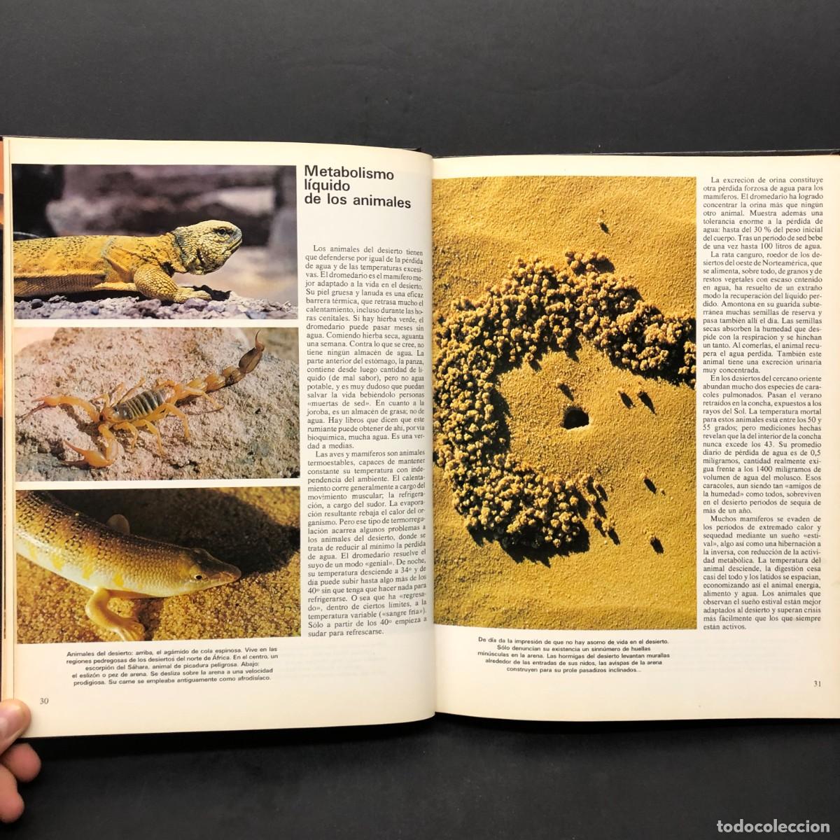 Libros de segunda mano: MARAVILLAS DE LA NATURALEZA - CIRCULO DE LECTORES / 234 - Foto 6