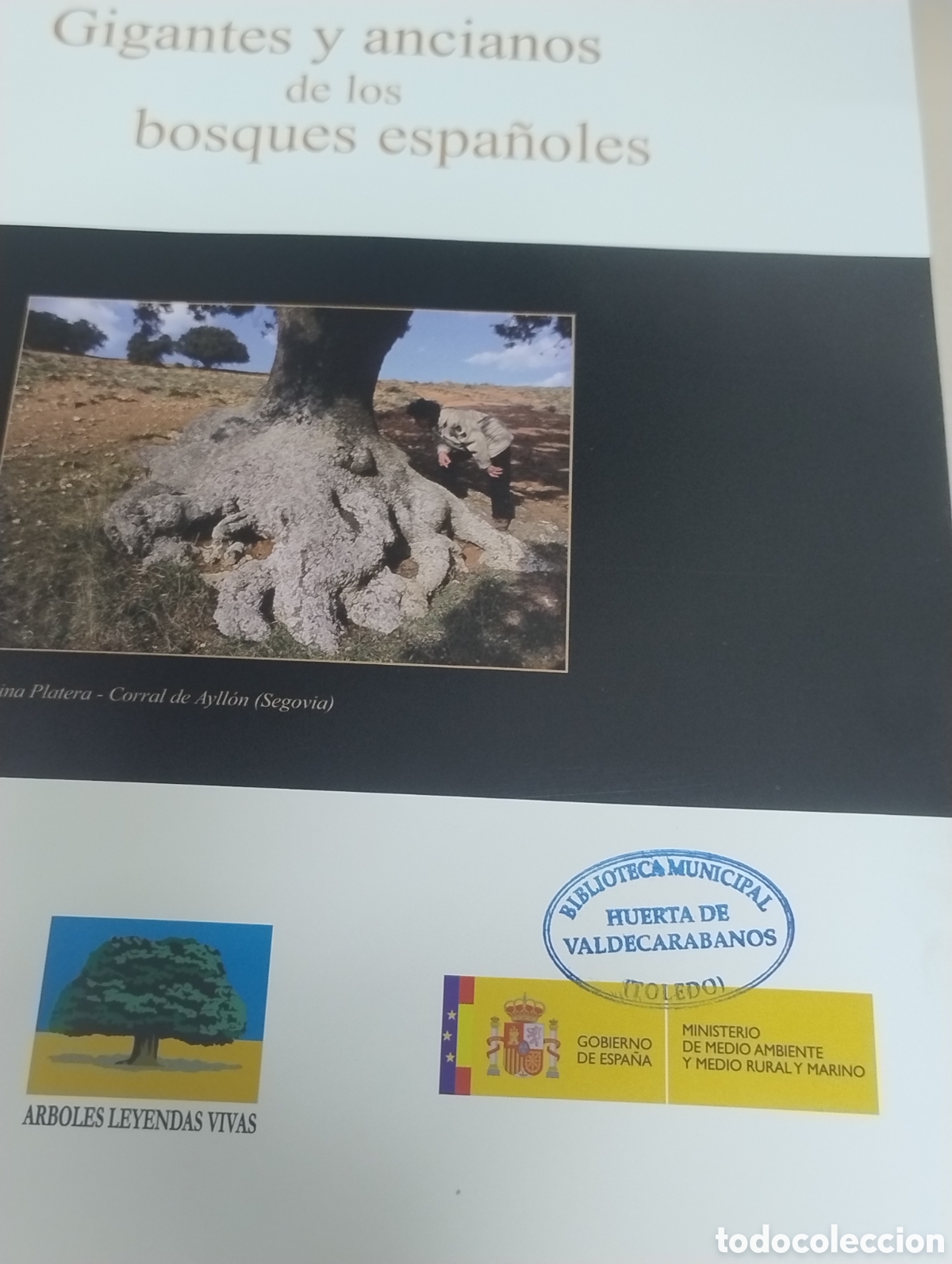 Libros de segunda mano: Gigantes y ancianos de los bosques espa&ntilde;oles &ndash; Libro ilustrado + CD - Foto 6
