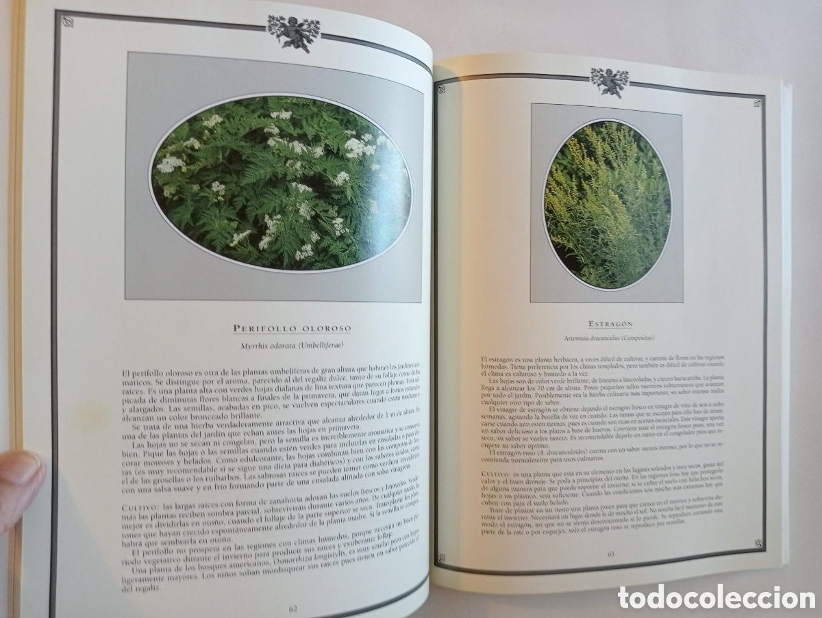 Libros de segunda mano: El libro de las plantas arom&aacute;ticas y medicinales / Kay N Sanecki - Foto 4