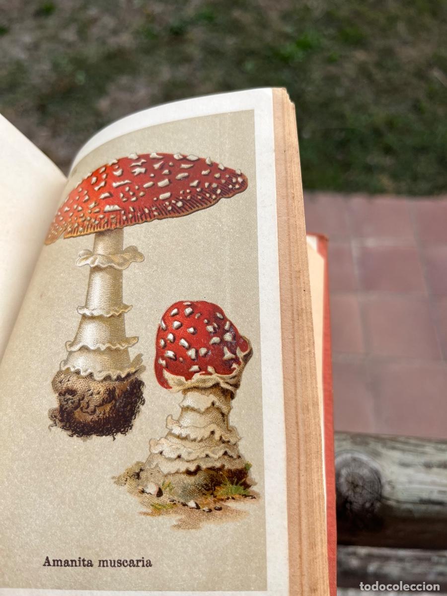 Libros de segunda mano: Libro Hongos comestibles y Venenosos, manuales Soler - Foto 4