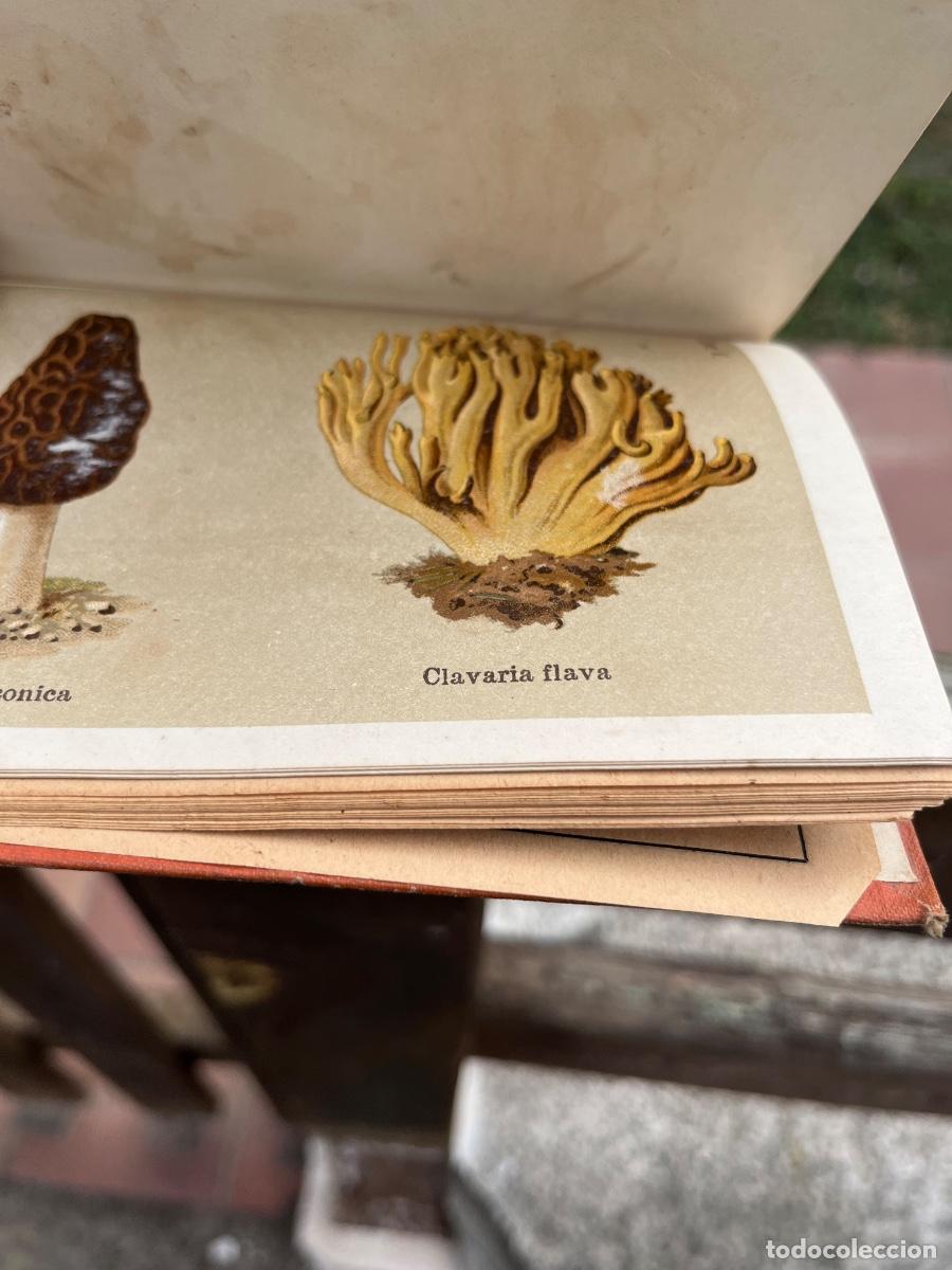 Libros de segunda mano: Libro Hongos comestibles y Venenosos, manuales Soler - Foto 5