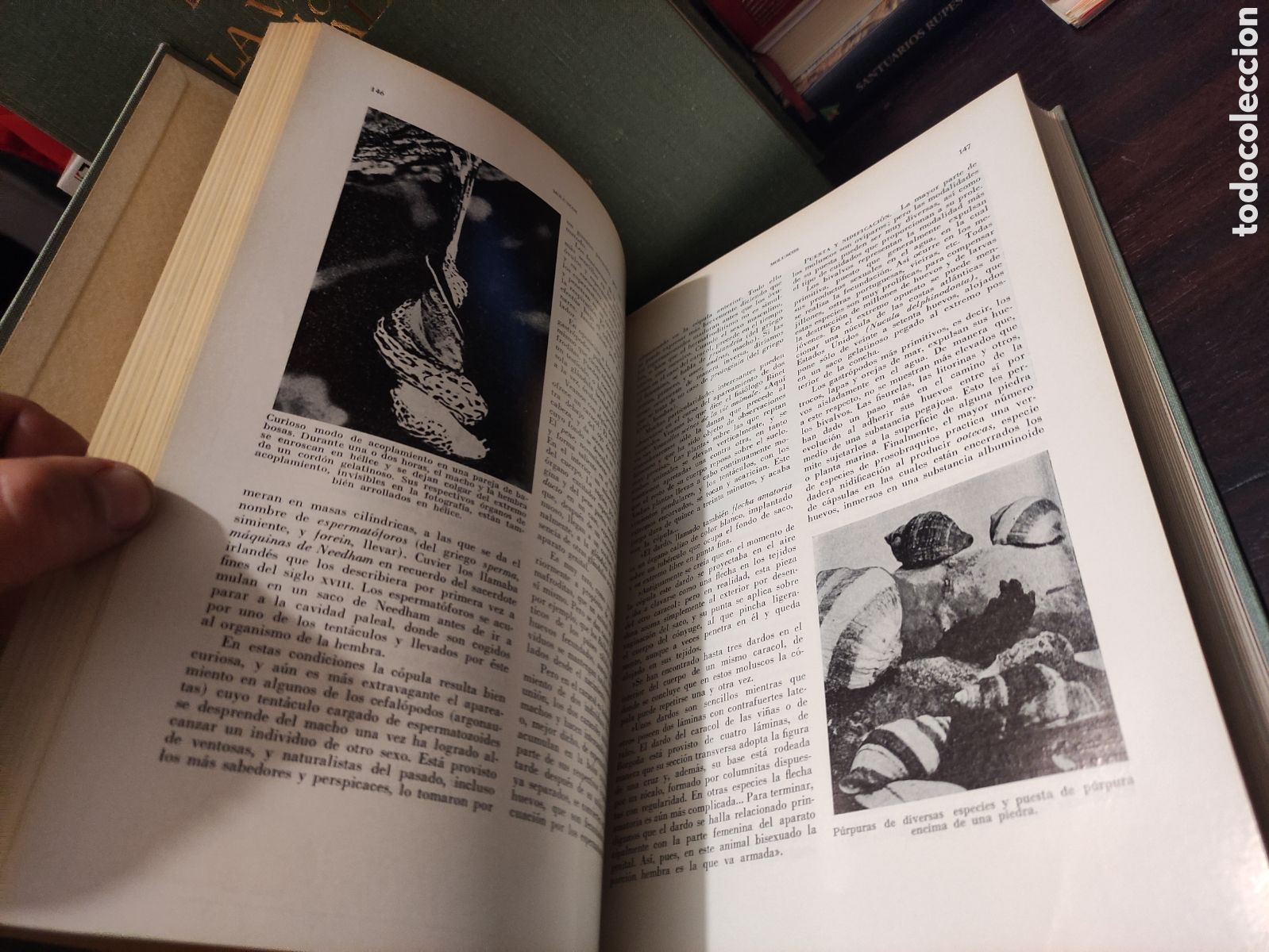 Libros de segunda mano: LA VIDA DE LOS ANIMALES - L. BERTIN 1970 - Foto 14