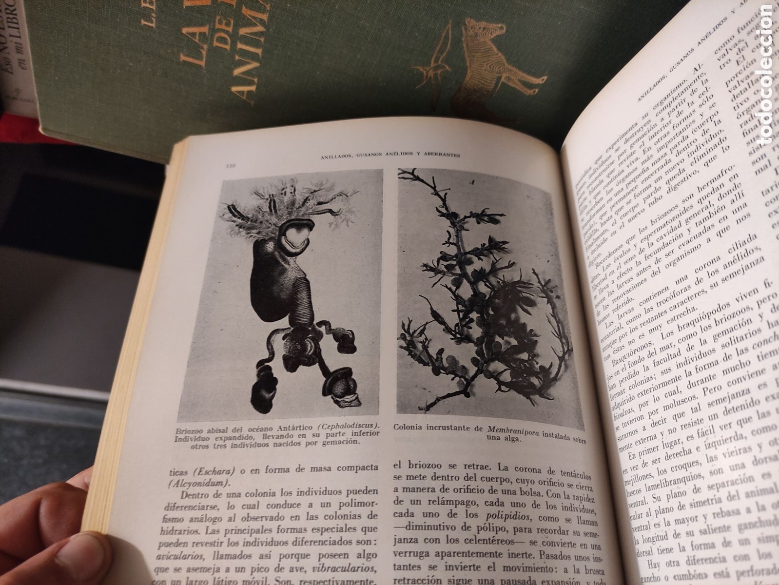 Libros de segunda mano: LA VIDA DE LOS ANIMALES - L. BERTIN 1970 - Foto 15