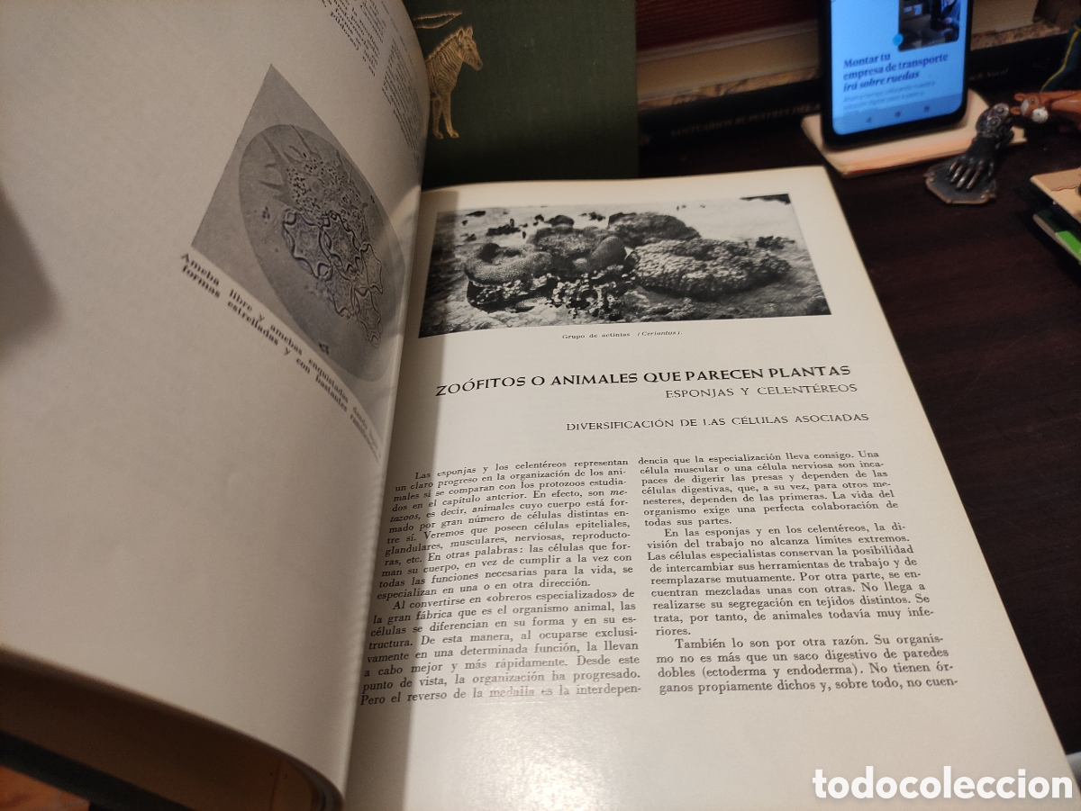 Libros de segunda mano: LA VIDA DE LOS ANIMALES - L. BERTIN 1970 - Foto 16