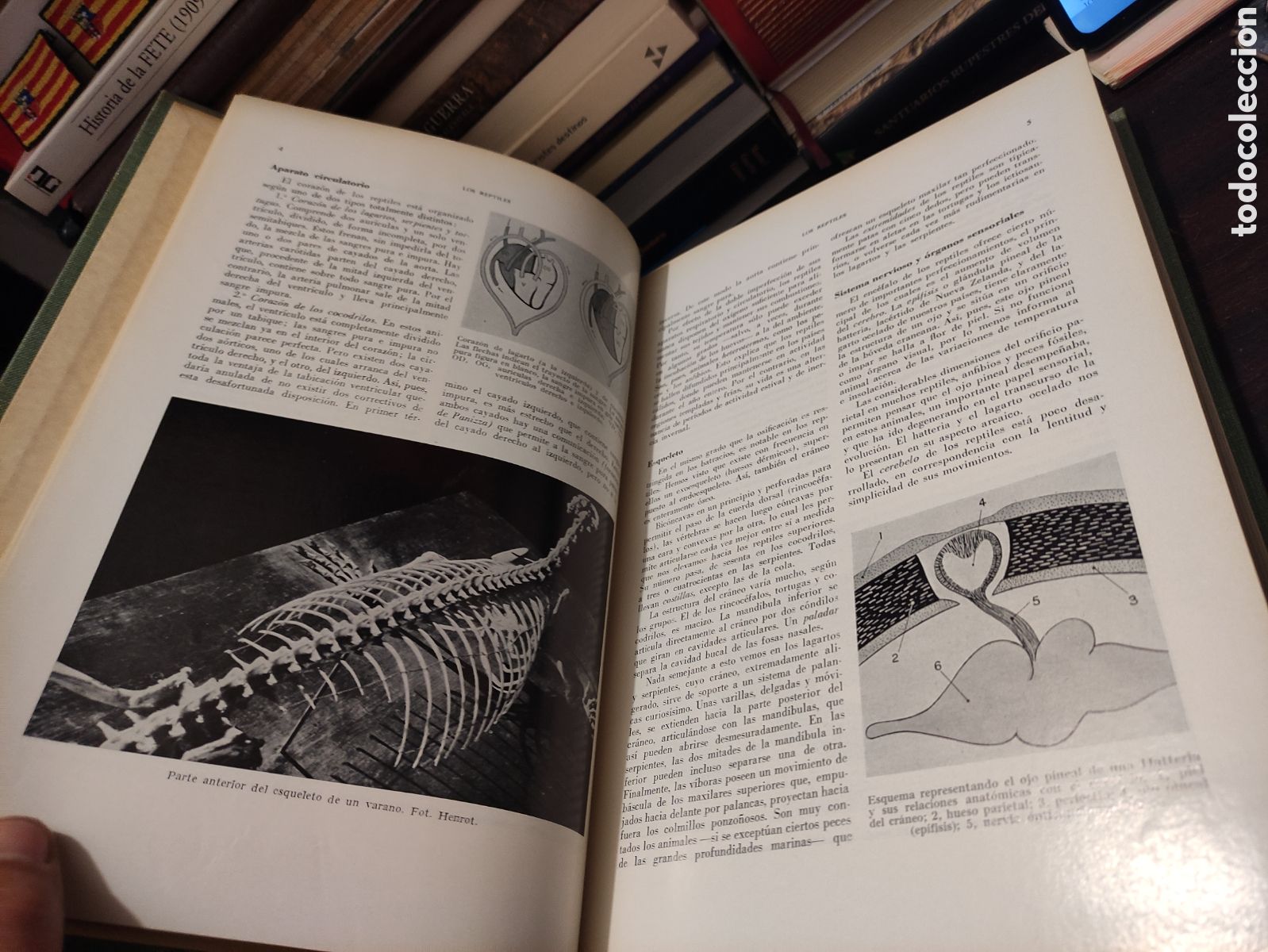 Libros de segunda mano: LA VIDA DE LOS ANIMALES - L. BERTIN 1970 - Foto 26