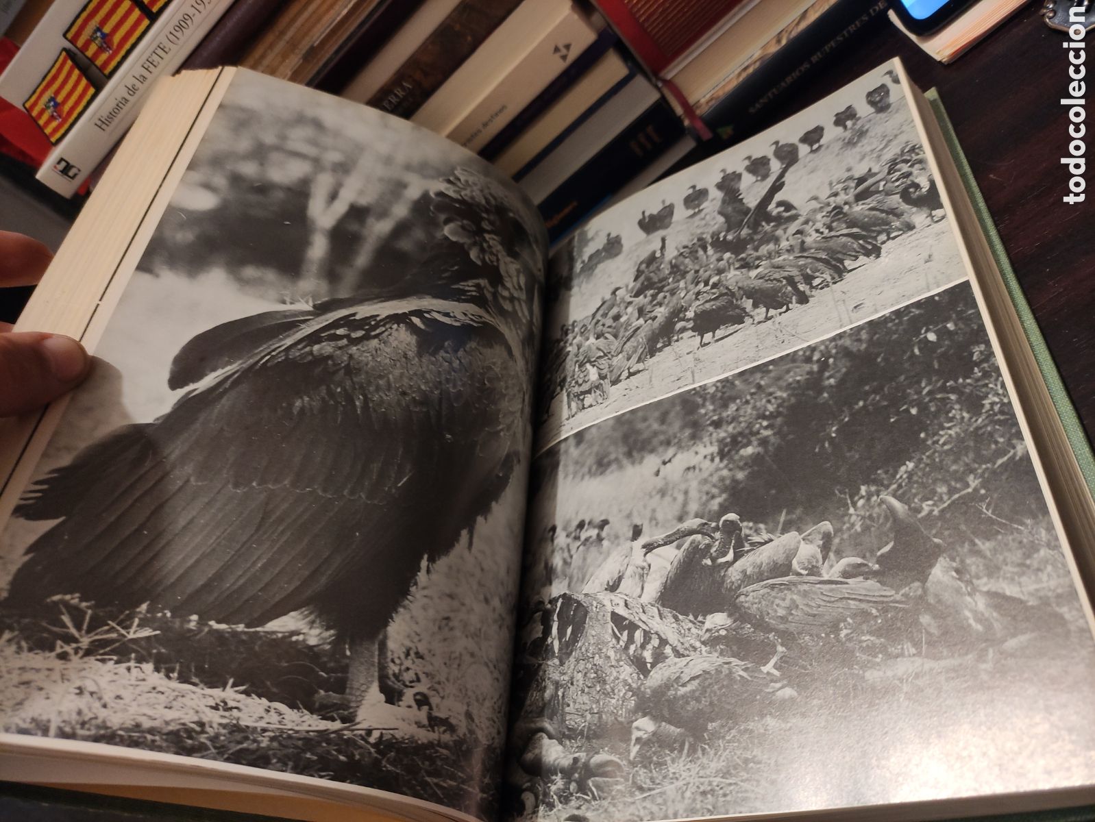 Libros de segunda mano: LA VIDA DE LOS ANIMALES - L. BERTIN 1970 - Foto 30