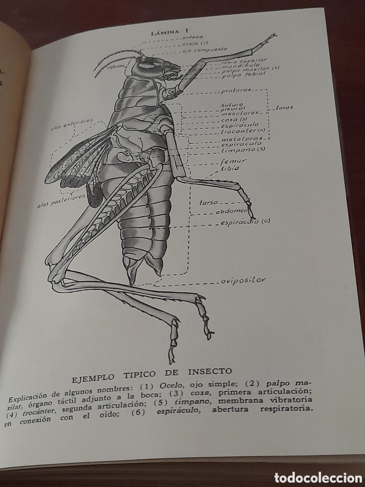 Libros de segunda mano: Libro colecci&oacute;n de oro, la sociedad de insectos - Foto 5