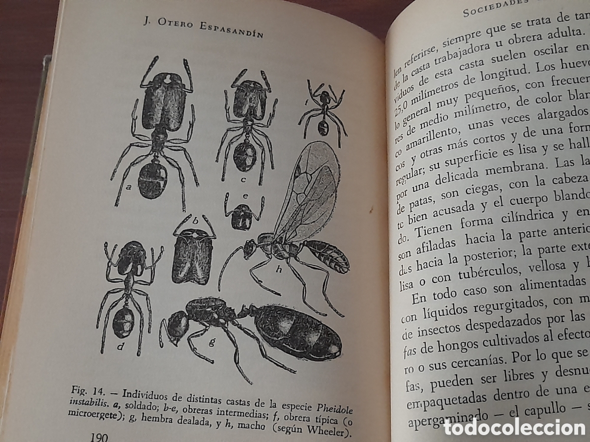 Libros de segunda mano: Libro colecci&oacute;n de oro, la sociedad de insectos - Foto 3