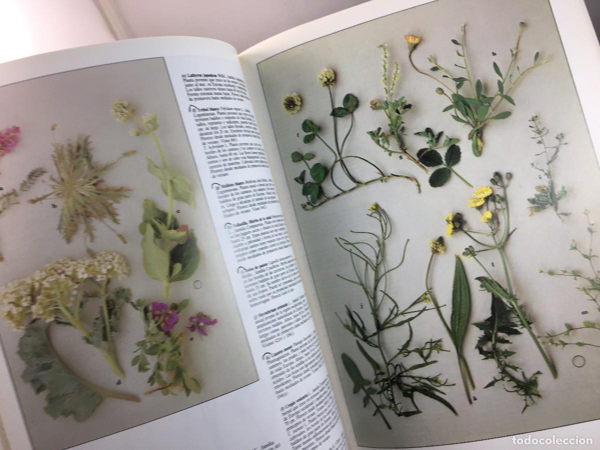Libros de segunda mano: Flores Silvestres - Roger Phillips - Foto 2