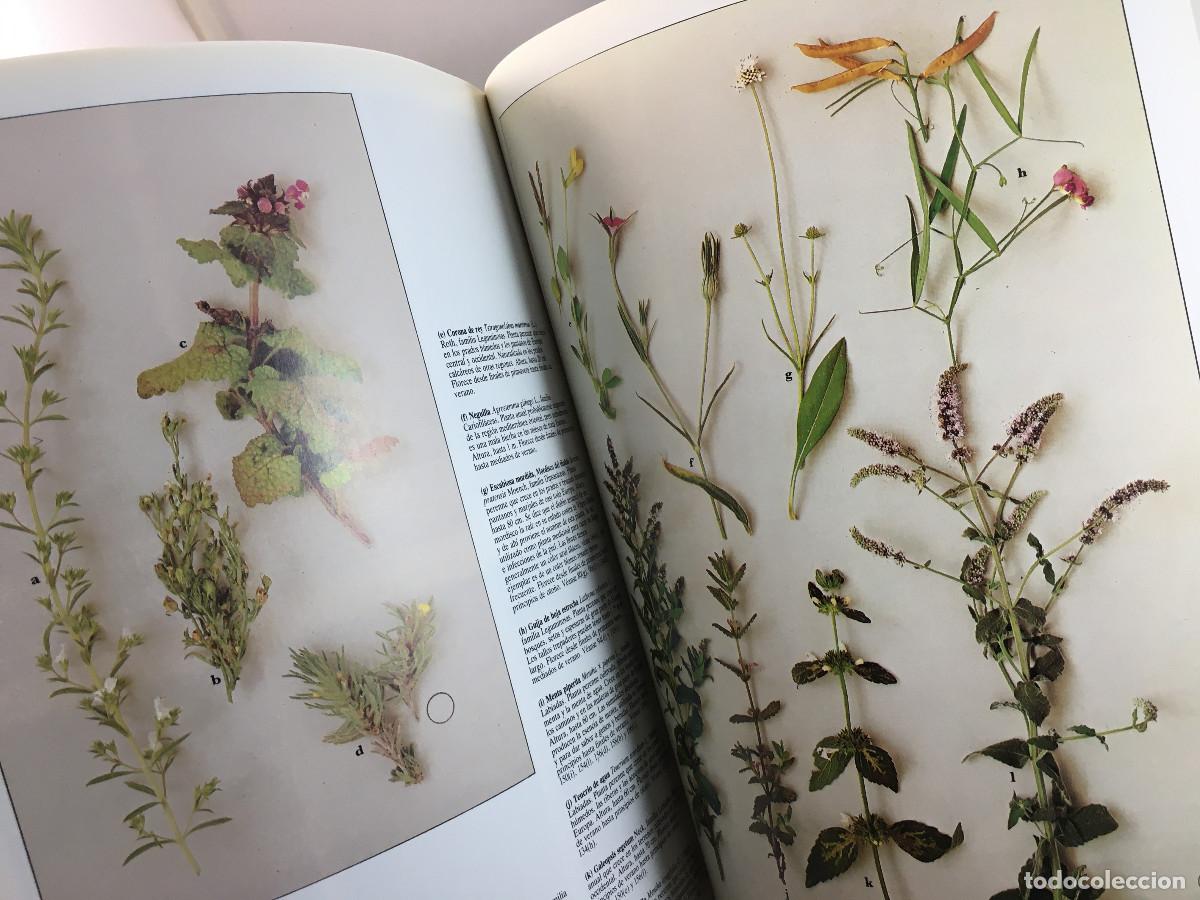 Libros de segunda mano: Flores Silvestres - Roger Phillips - Foto 3