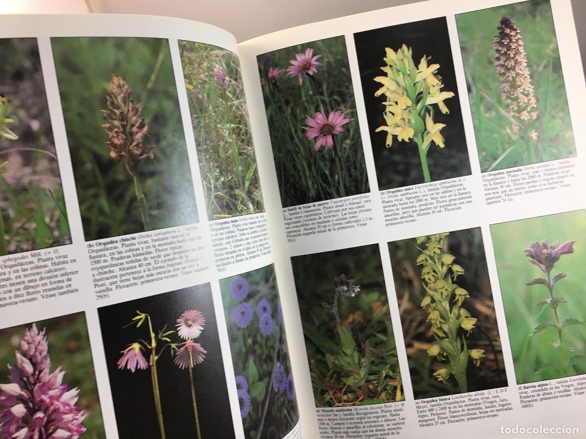 Libros de segunda mano: Flores Silvestres - Roger Phillips - Foto 4
