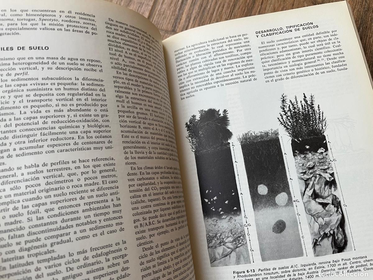 Libros de segunda mano: Ecolog&iacute;a - Ram&oacute;n Margalef Ediciones omega - Foto 14