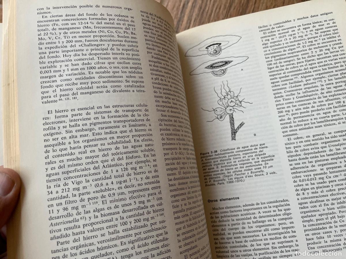 Libros de segunda mano: Ecolog&iacute;a - Ram&oacute;n Margalef Ediciones omega - Foto 18