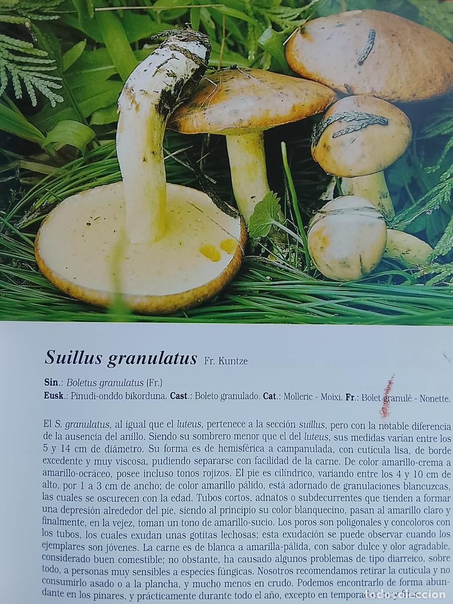 Libros de segunda mano: HONGOS - SETAS PAIS VASCO - Foto 2