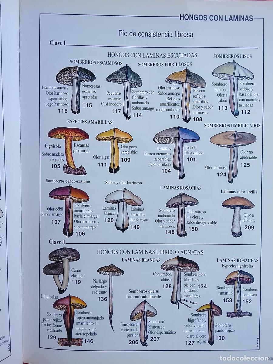 Libros de segunda mano: HONGOS - SETAS PAIS VASCO - Foto 4