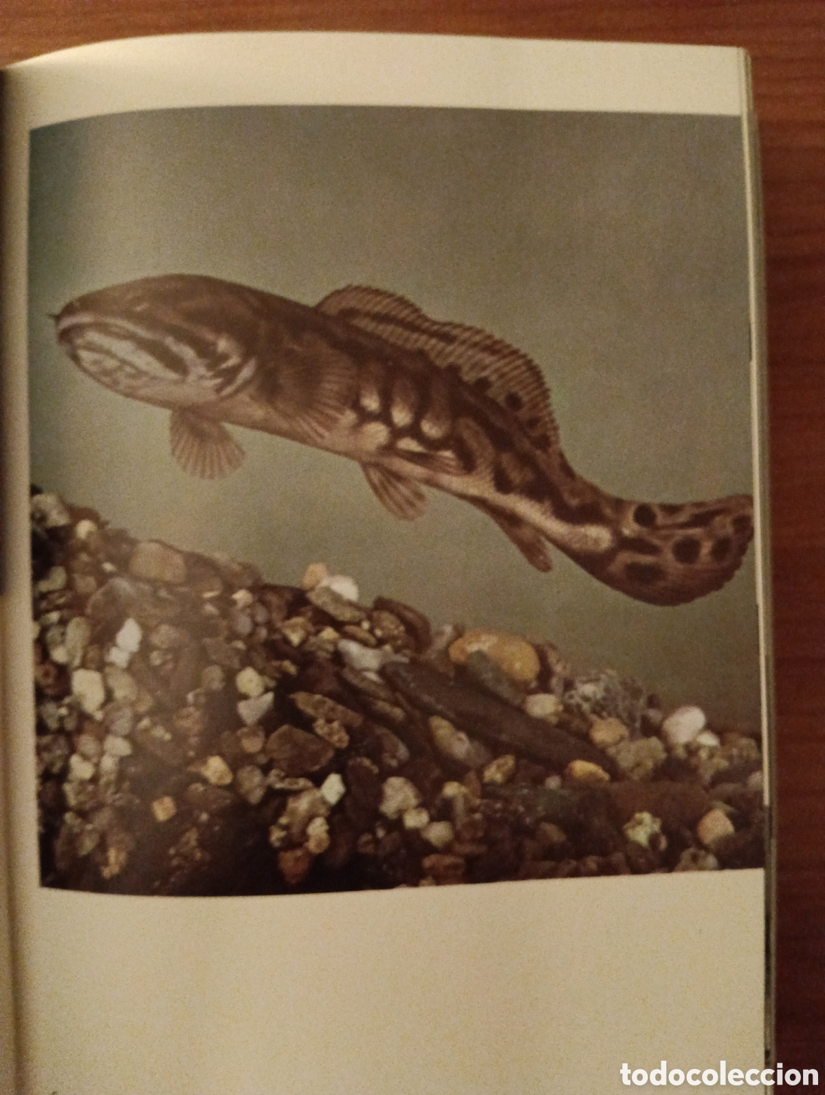 Libros de segunda mano: Gran enciclopedia Ilustrada de los Peces, C&iacute;rculo de Lectores - Foto 3
