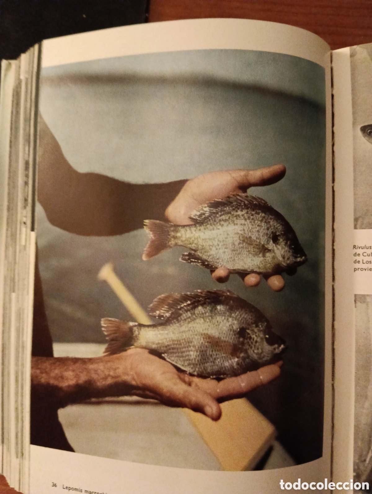 Libros de segunda mano: Gran enciclopedia Ilustrada de los Peces, C&iacute;rculo de Lectores - Foto 4