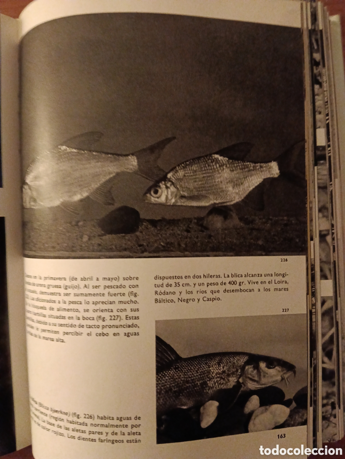 Libros de segunda mano: Gran enciclopedia Ilustrada de los Peces, C&iacute;rculo de Lectores - Foto 5