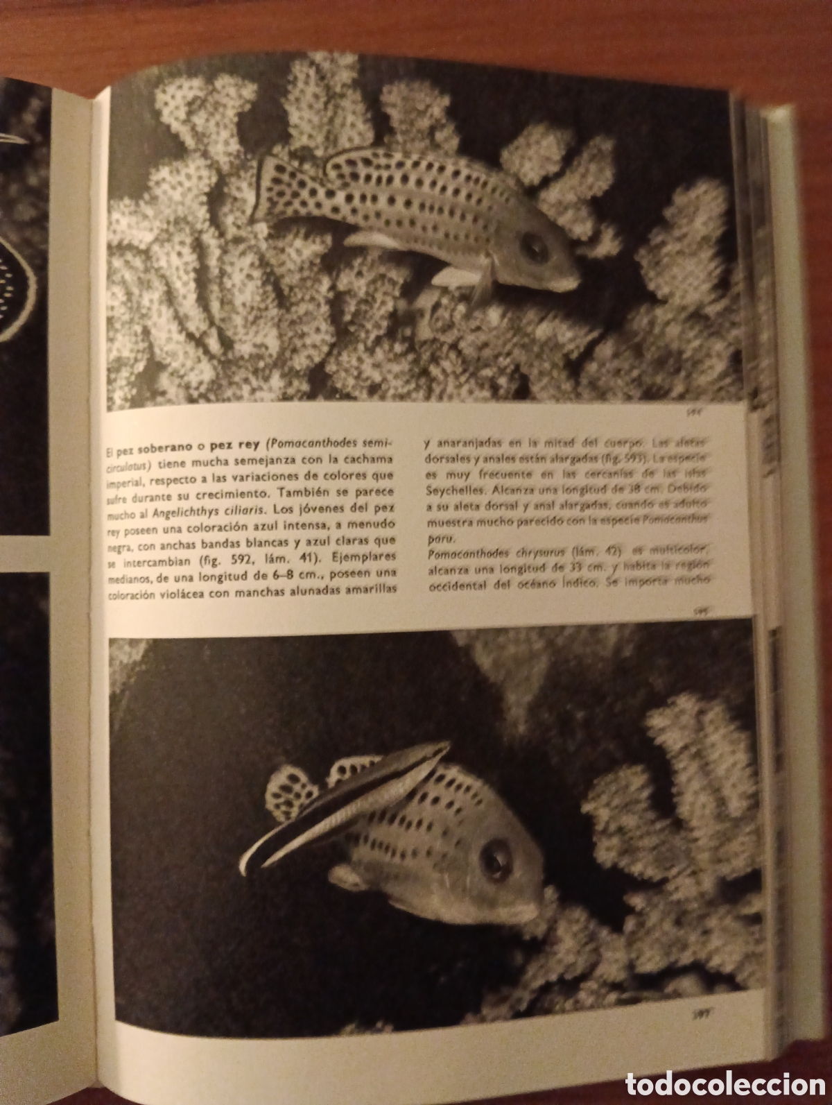 Libros de segunda mano: Gran enciclopedia Ilustrada de los Peces, C&iacute;rculo de Lectores - Foto 6