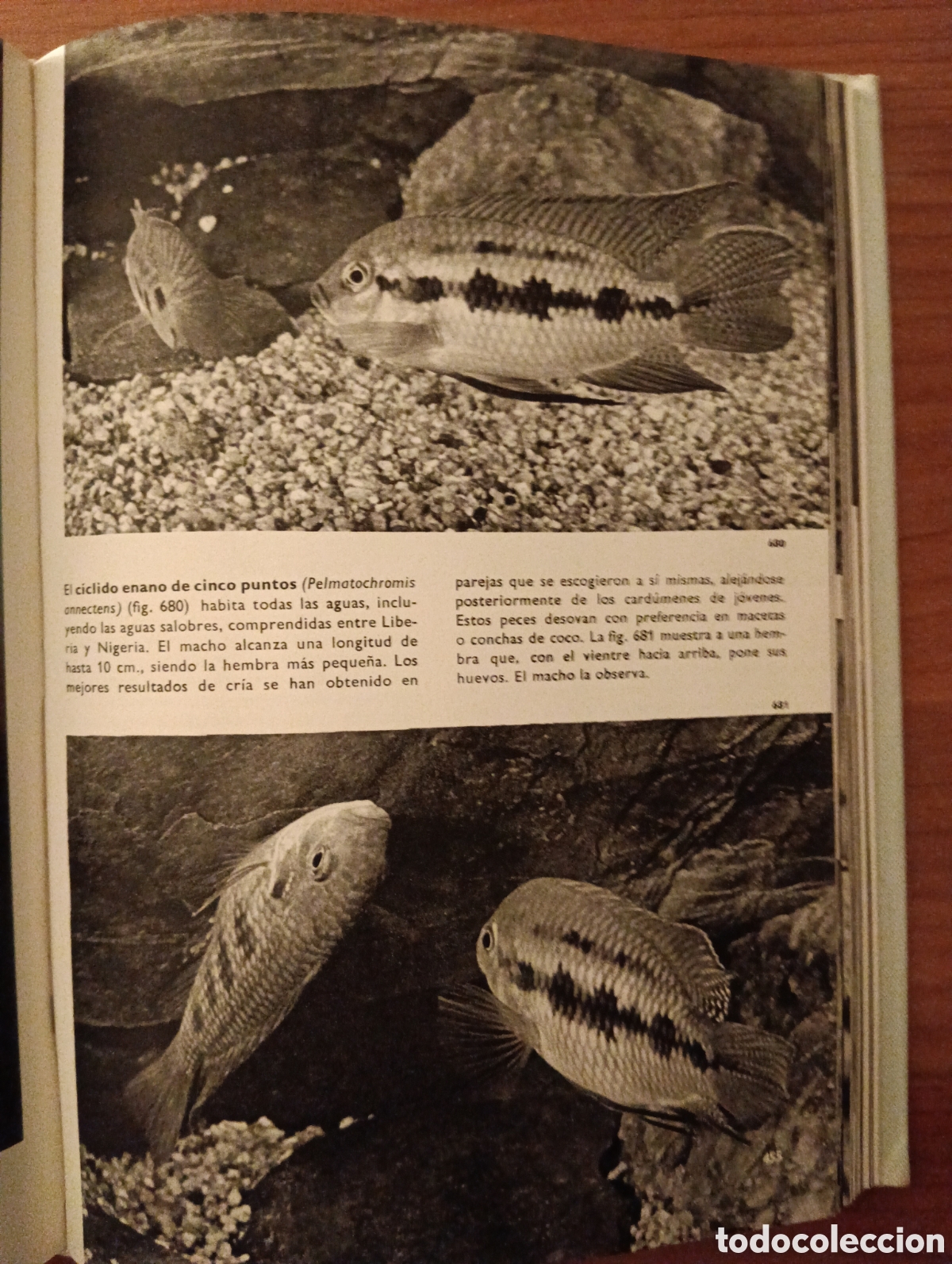 Libros de segunda mano: Gran enciclopedia Ilustrada de los Peces, C&iacute;rculo de Lectores - Foto 7