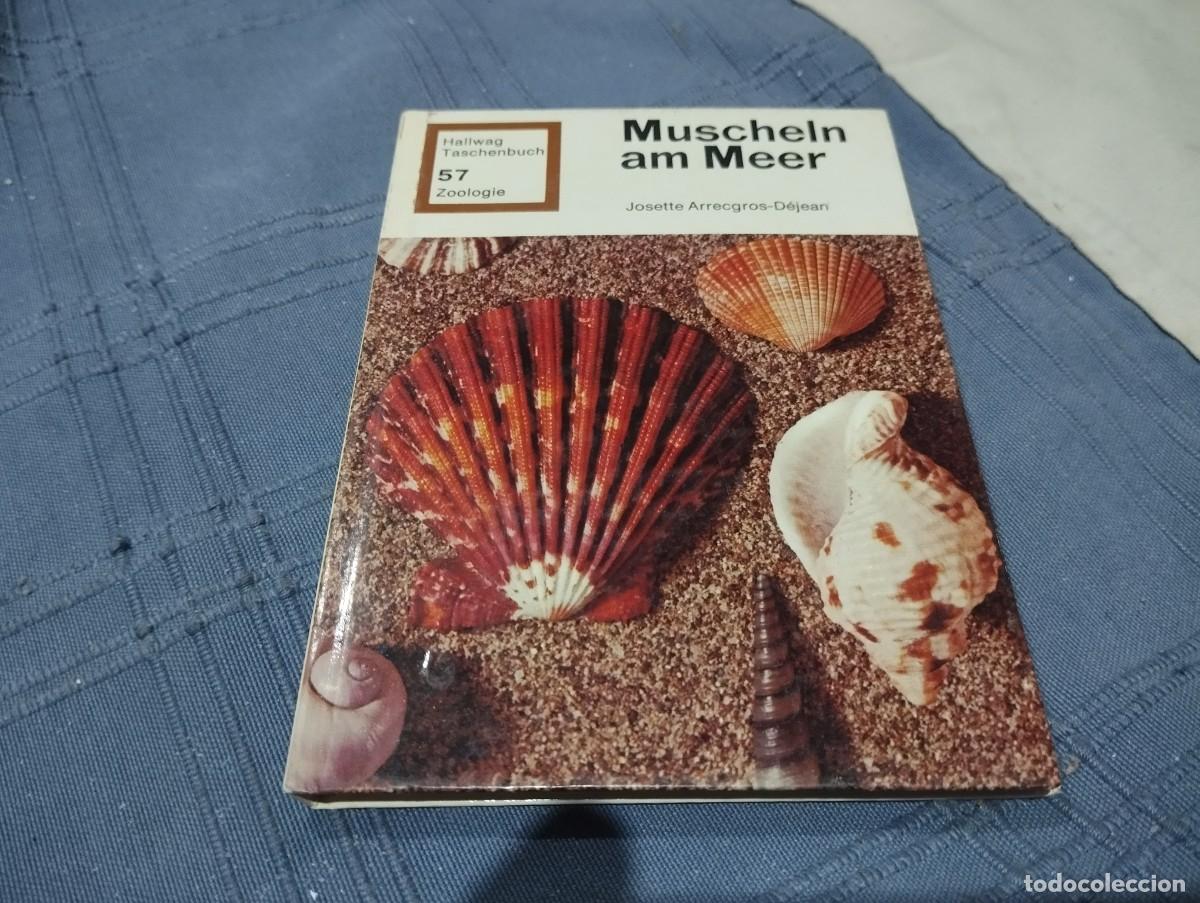 Libros de segunda mano: MUSCHELN AM MEER / JOSETTE ARRECGROS DEJEAN / LIBRO DE LAS DIFERENTES CONCHAS DE MAR / EN ALEM&Aacute;N