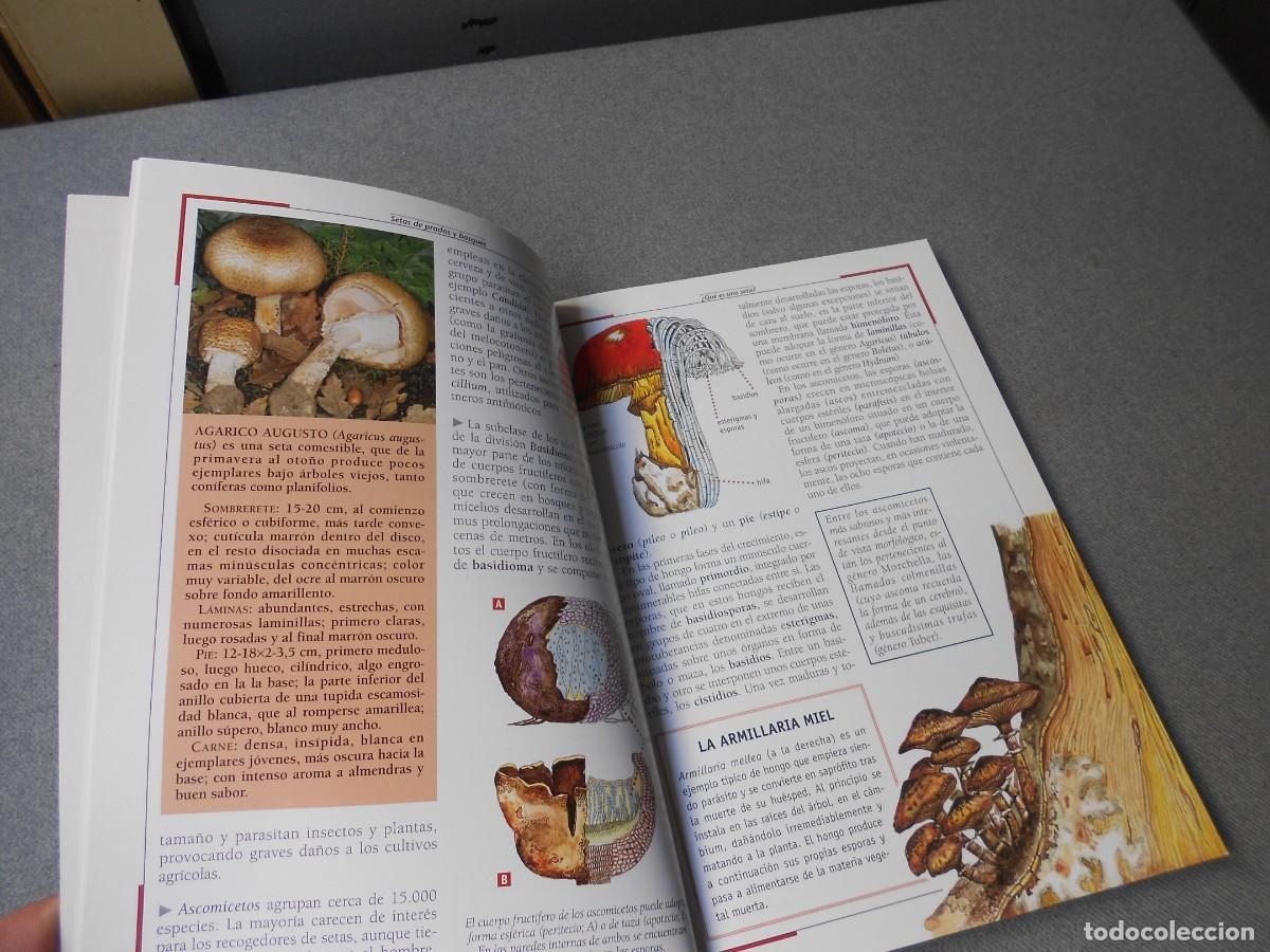 Libros de segunda mano: SETAS DE PRADOS Y BOSQUES. - Foto 4