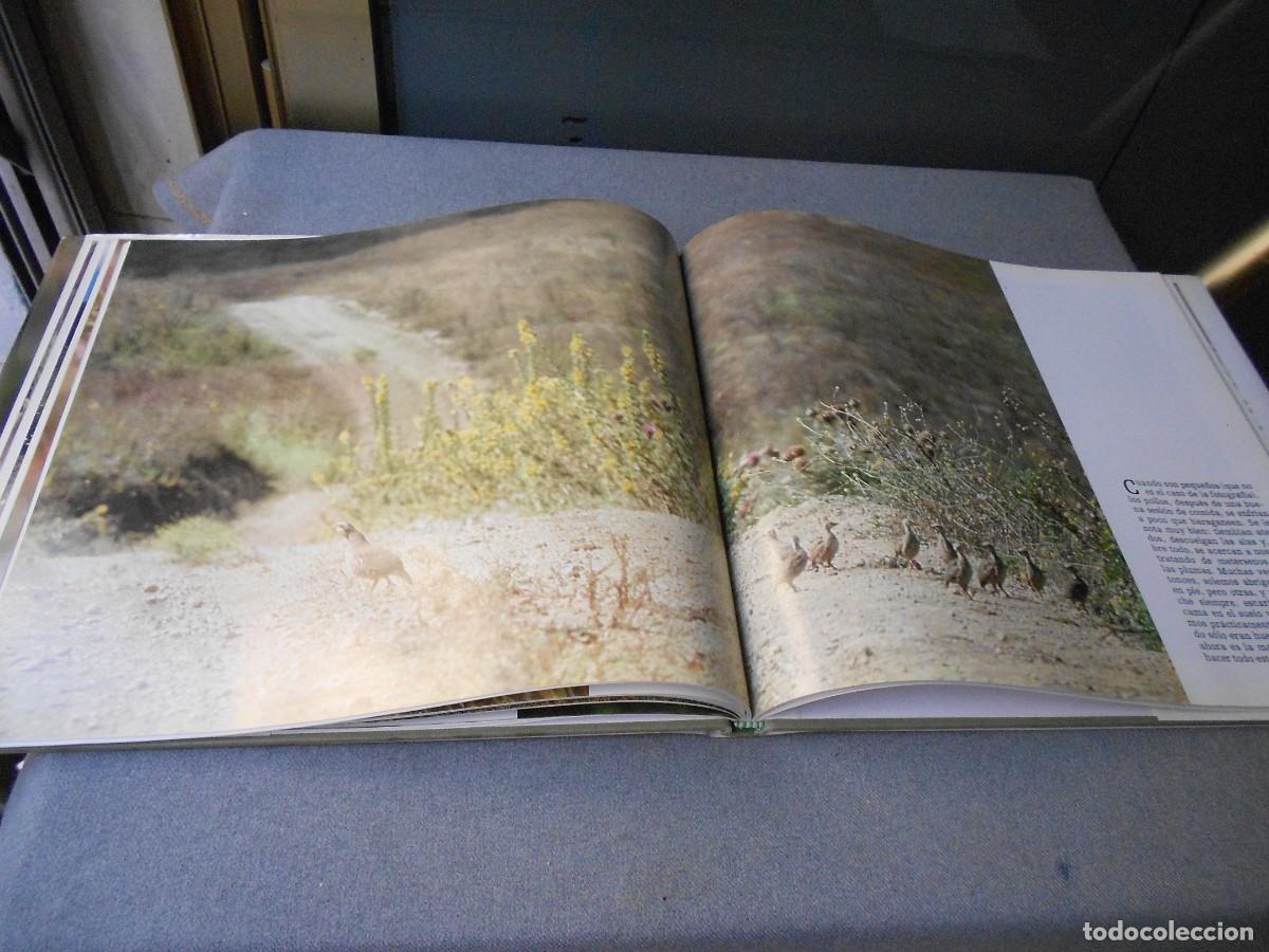 Libros de segunda mano: LA PERDIZ ROJA Y SU MUNDO - Foto 11