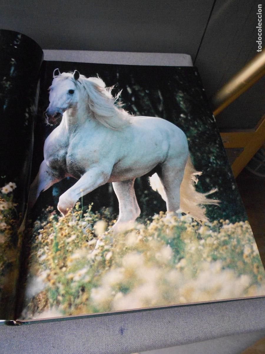 Libros de segunda mano: UN MUNDO DE CABALLOS - Foto 4