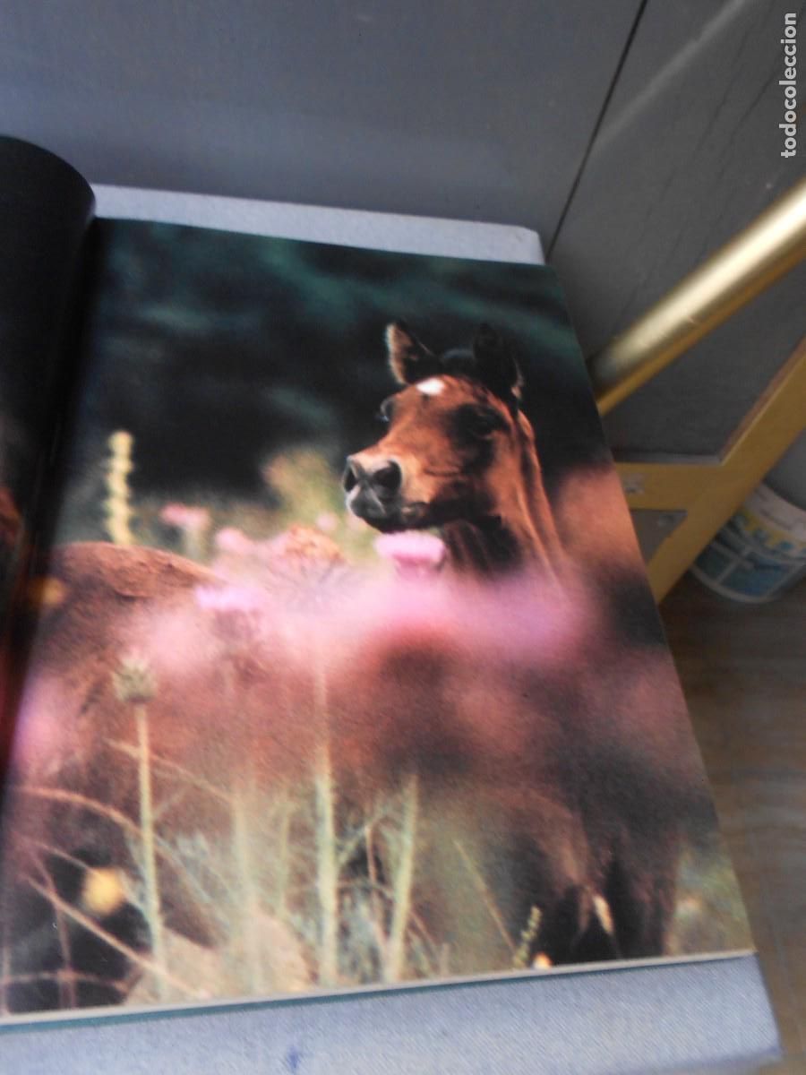Libros de segunda mano: UN MUNDO DE CABALLOS - Foto 5