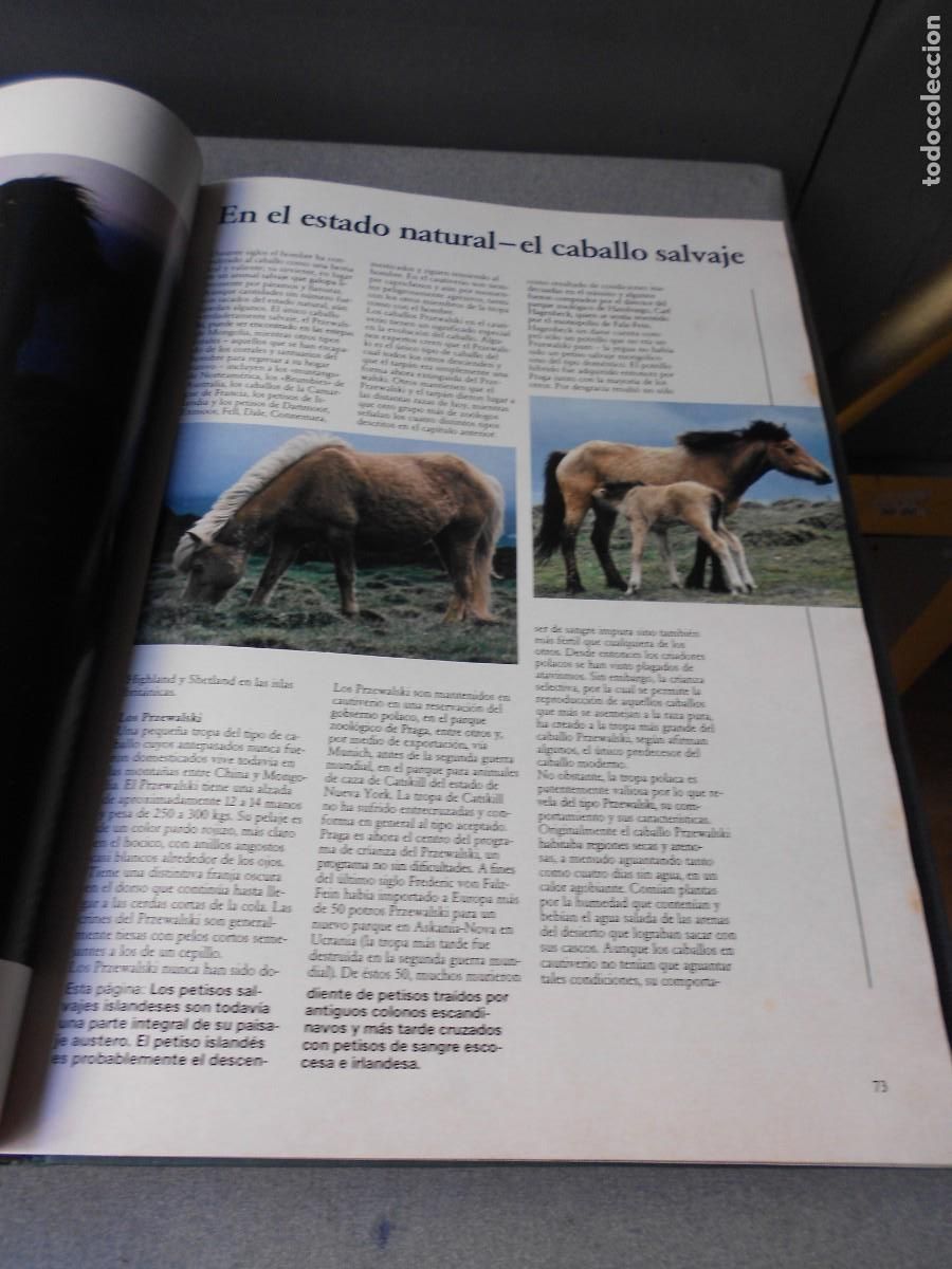 Libros de segunda mano: UN MUNDO DE CABALLOS - Foto 9