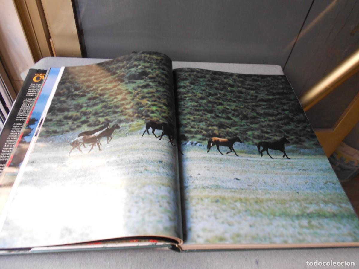 Libros de segunda mano: UN MUNDO DE CABALLOS - Foto 10