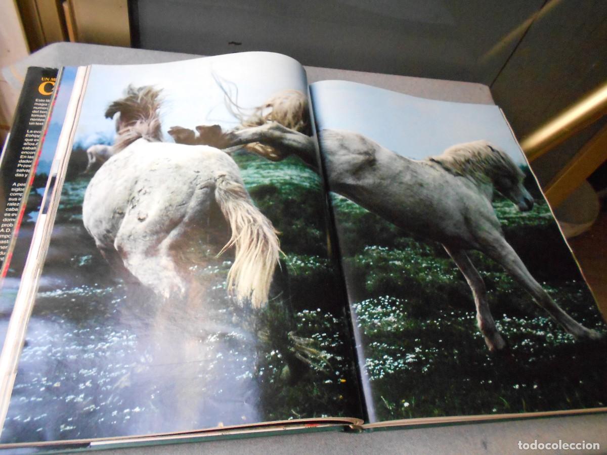 Libros de segunda mano: UN MUNDO DE CABALLOS - Foto 14