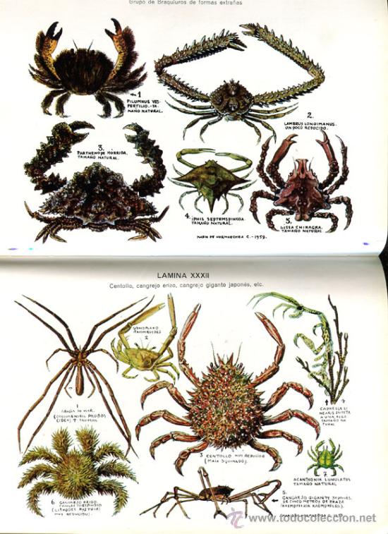 Libros de segunda mano: LOS MARISCOS - Foto 2